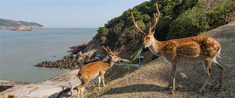 5隻鹿|【馬祖大坵】大人氣梅花鹿島，往返船票購買與登島餵鹿注意事項。